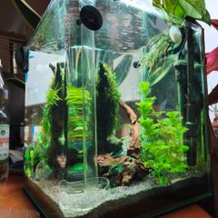 Blue Velvet Shrimp Aquarium