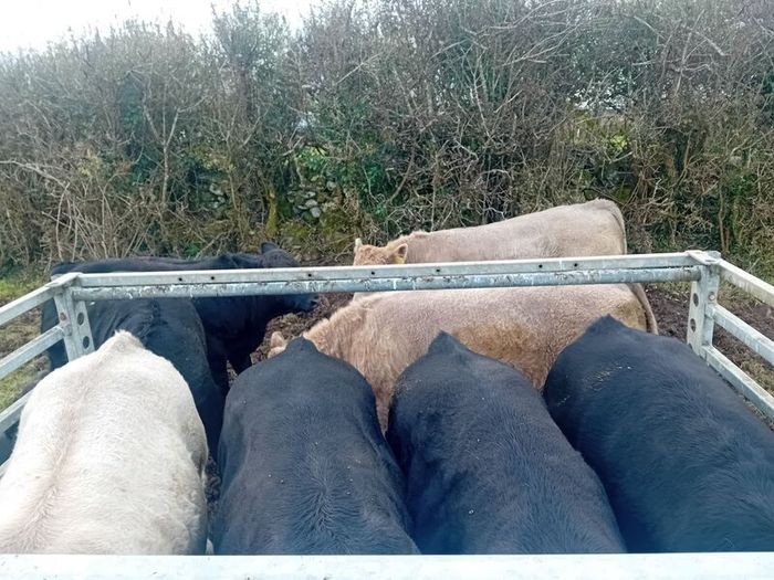 9 Aberdeen angus weanling bulls