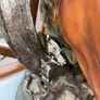 Horse Head Table Image 3