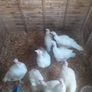 turkeys Image 3