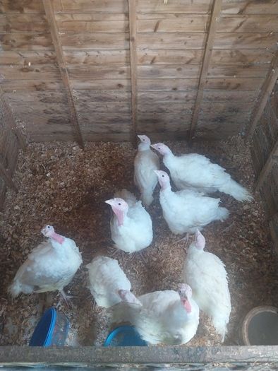 turkeys