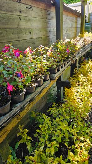 Fuchsia Plants 2euros