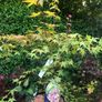 Japanese Acer Image 4