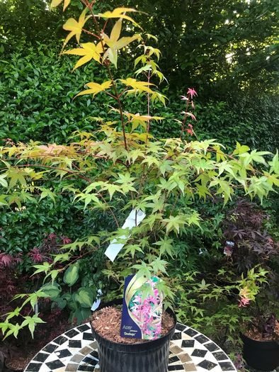 Japanese Acer