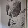 Birds in Counties Galway & Mayo/ R. F. Routledge / revised edition/ 1994 Image 6