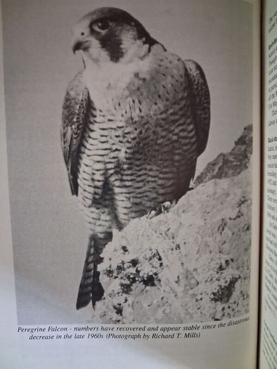 Birds in Counties Galway & Mayo/ R. F. Routledge / revised edition/ 1994