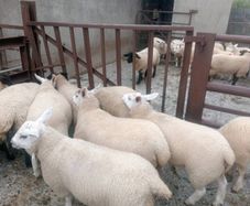 Ewe lambs