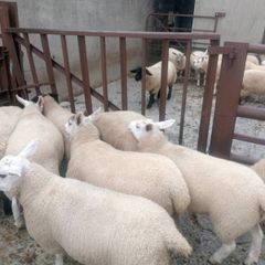 Ewe lambs
