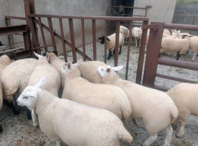 Ewe lambs