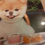 Boo the cutest dog storage tin Image 5