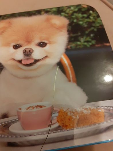 Boo the cutest dog storage tin