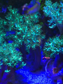Kenya Tree Marine Coral