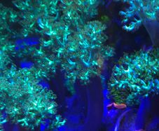 Kenya Tree Marine Coral