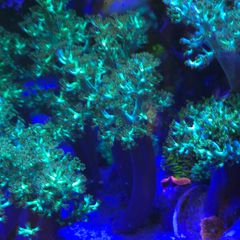 Kenya Tree Marine Coral