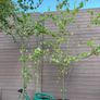 Cercidiphyllum japonicum (Katsura Tree) Image 4