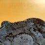 Velvet jewellery tray Image 3