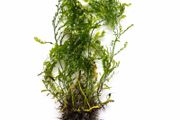 Bolbitis - aquarium plant for driftwood or rocks 25-30 cm