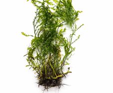 Bolbitis - aquarium plant for driftwood or rocks 25-30 cm