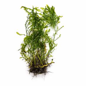 Bolbitis - aquarium plant for driftwood or rocks 25-30 cm