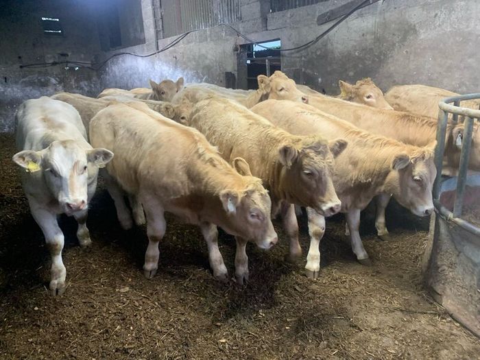 20 super u nd e grade heifers