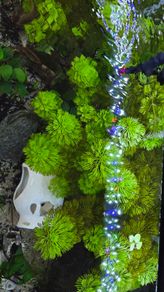 Aquarium plant