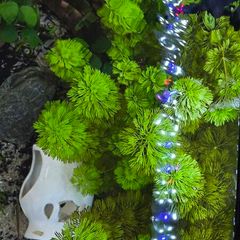 Aquarium plant