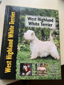 West highland Dog