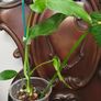 Philodendron Mottled Dragon Image 10