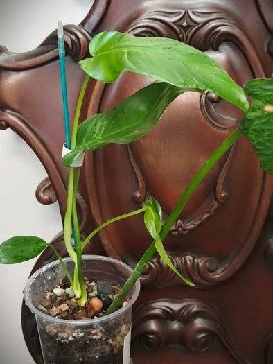 Philodendron Mottled Dragon