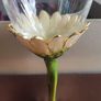 Forever International Wine Goblet Image 7