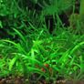 ramshorn snails for aquarium Image 2