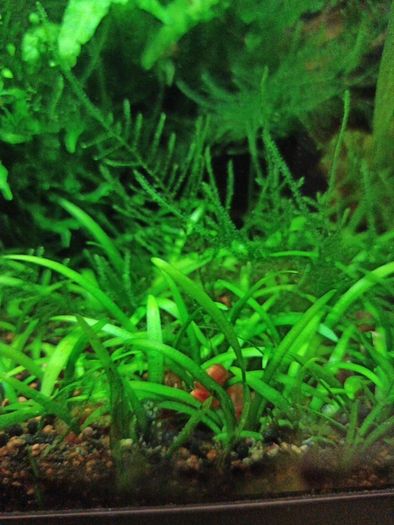ramshorn snails for aquarium