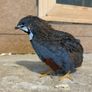 Button quail hatching eggs Image 4