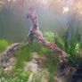 60L Fully Cycled and Planted Aquarium Image 2