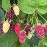 Loganberry canes (huge fruit) Image 3