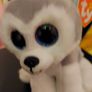 Ty Buff Husky Beanie Boo; Soft Toy (999)  (A7)  2 Image 4