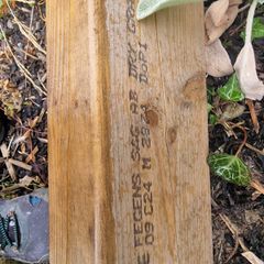 c24 timber