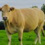 Incalf Heifer sale 3rd October 2026 Balla Mart Image 3