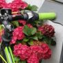 Hortensia Image 2