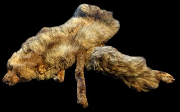 Vintage Taxidermy Stole  A. Rohu & Son Dublin
