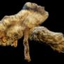 Vintage Taxidermy Stole  A. Rohu & Son Dublin Image 5