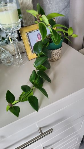 Aeschinantus Mona Lisa. Lipstick plant. House plant.