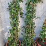 Extra large Hedera climber Image 3
