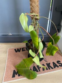 Philodendron Gigantium Plant