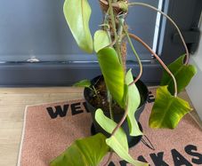 Philodendron Gigantium Plant