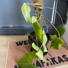 Philodendron Gigantium Plant