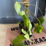 plant Image 2
