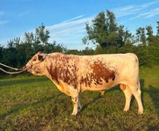 PBR 3 y Irish Moiled Bull