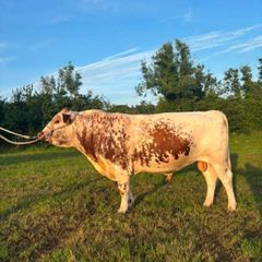 PBR 3 y Irish Moiled Bull