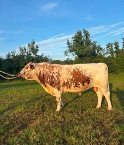 PBR 3 y Irish Moiled Bull
